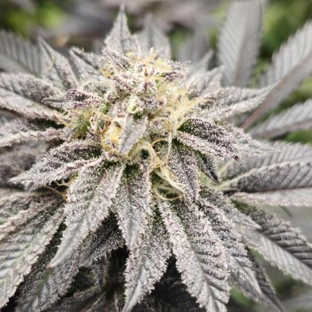 Og cream by farah4weed