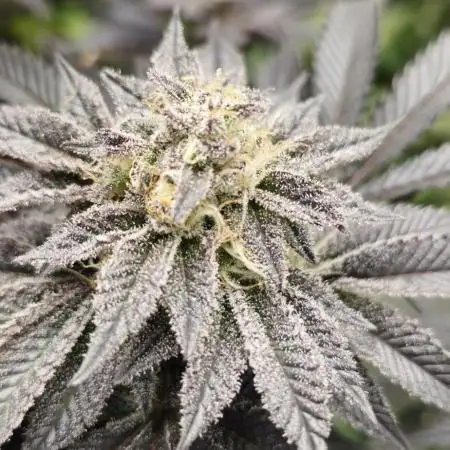 Og cream by farah4weed