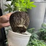 Og cream by farahweed