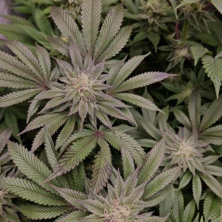 Og cream by farah4weed