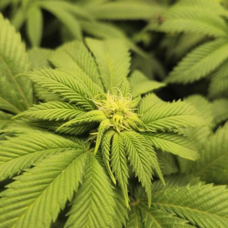 Og cream by farahweed