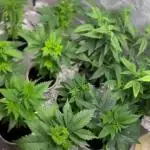 Og cream by farahweed