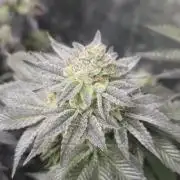 Og cream by farah4weed