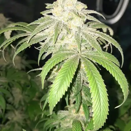 triple indica