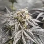 Og cream by farah4weed