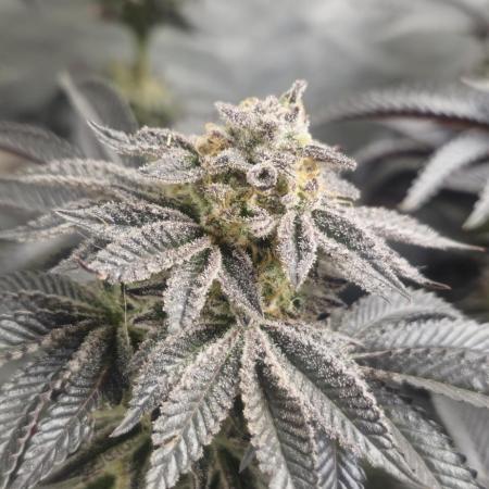 Og cream by farah4weed
