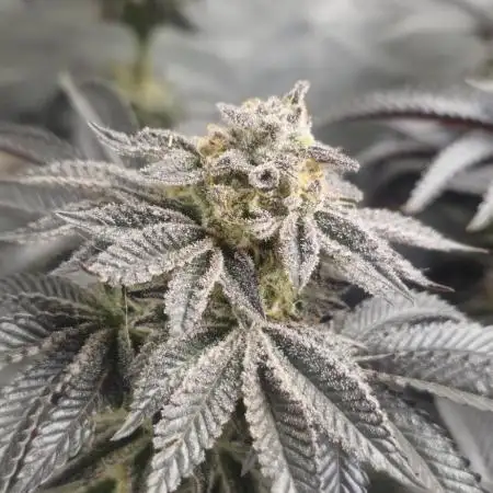 Og cream by farah4weed