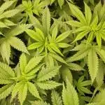 Og cream by farahweed