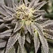 Og cream by farah4weed