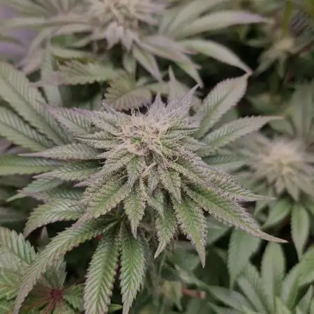 Og cream by farah4weed