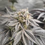 Og cream by farah4weed