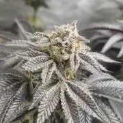 Og cream by farah4weed