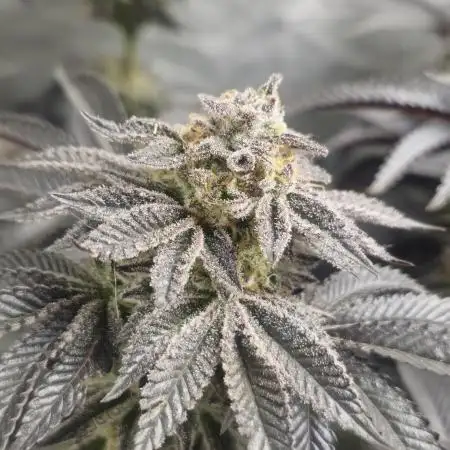 Og cream by farah4weed