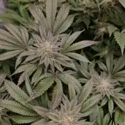 Og cream by farah4weed