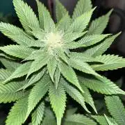 Og cream by farahweed