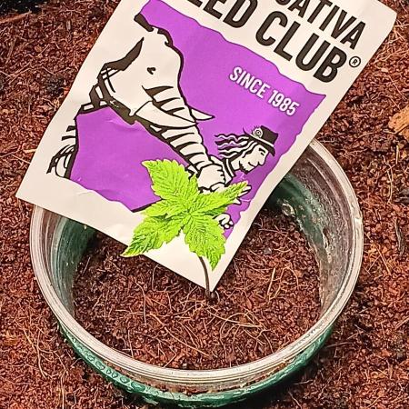SUPER SATIVA SEED CLUB