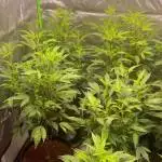 White runtz LED grow. 