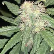 Critical 2.0 auto- 1st grow ever 