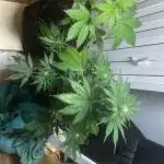 HYPERION F1 ( BAGGY )