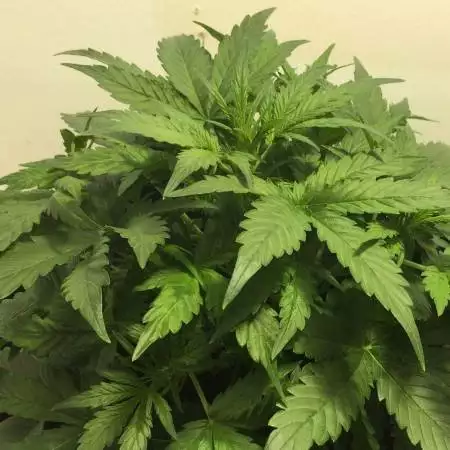 gorrila glue fastbuds