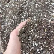 Selecting the peyote