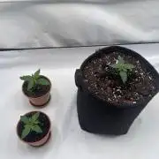 Nori Cake & Frostbanger Auto