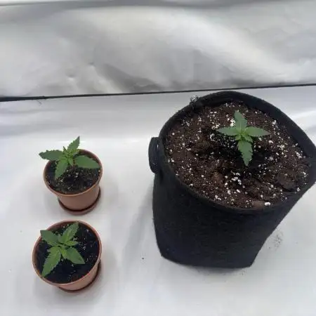 Nori Cake & Frostbanger Auto