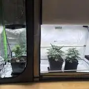 Nori Cake & Frostbanger Auto F4