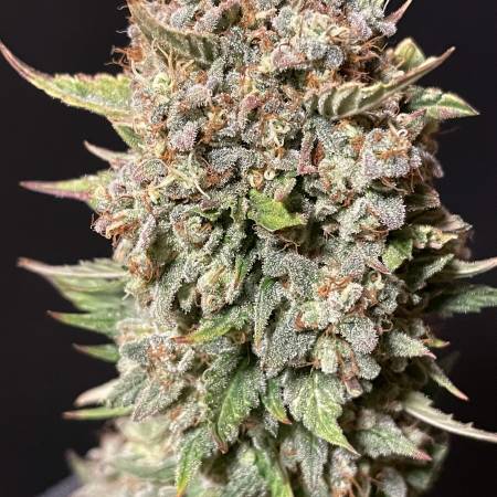A-Team Devil Fruit