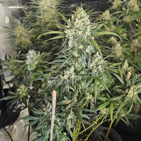 Pound Cake Auto