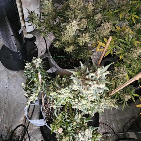 Pound Cake Auto