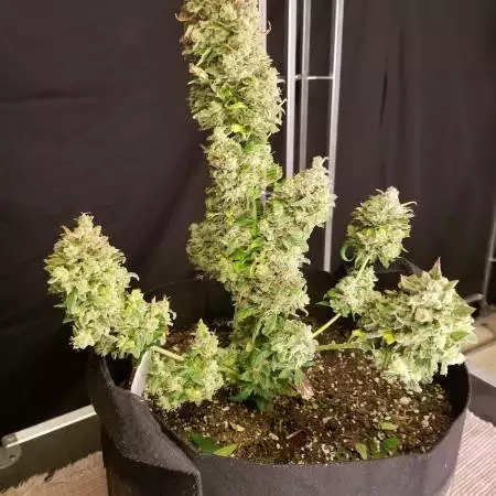 Pineapple Express Auto (First Grow)