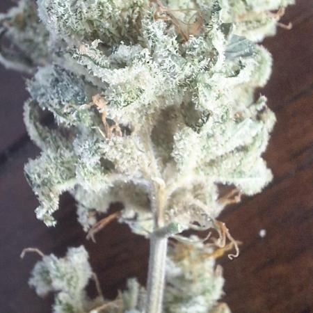 Gorilla Glue