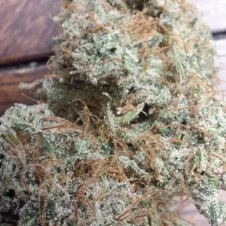 Ghost Train Haze