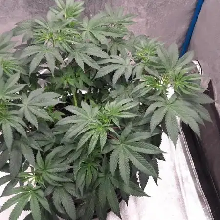 Banana Cream Sundae