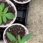 (Gelato33 x KushCleaner) X BlackTriangle