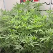 Washing Machine revegged