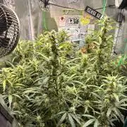 Gorilla Z Grow