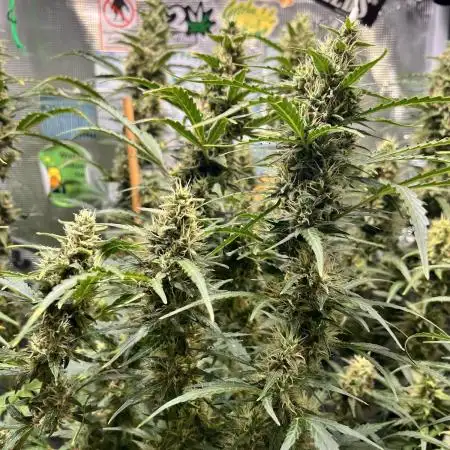 Gorilla Z Grow