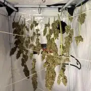 Gorilla Z Grow