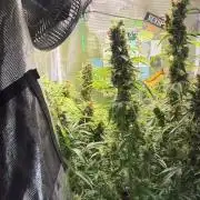 Gorilla Z Grow