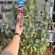 Gorilla Z Grow