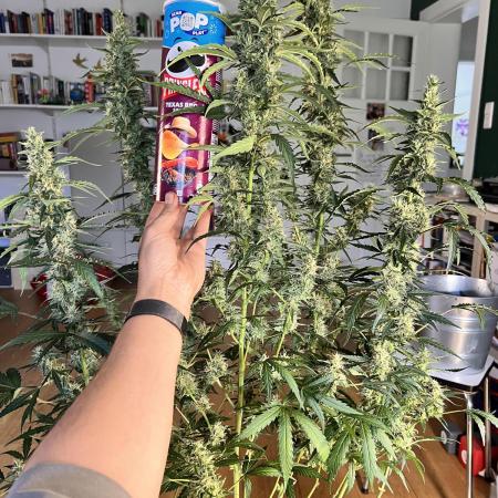 Gorilla Z Grow