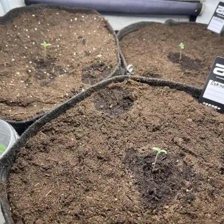 Gorilla Z Balcony Grow