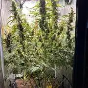 Gorilla Z Grow