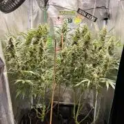 Gorilla Z Grow