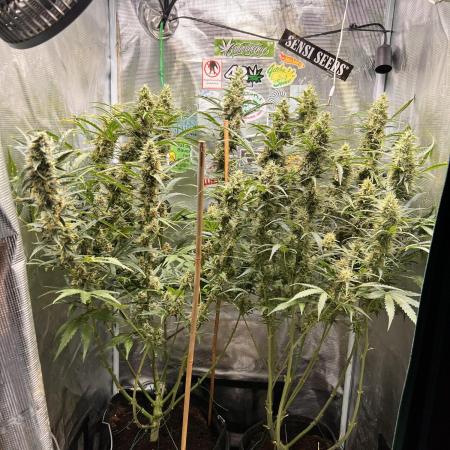 Gorilla Z Grow