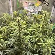 Gorilla Z Grow