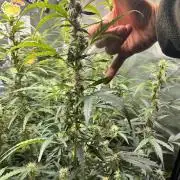 Gorilla Z Grow
