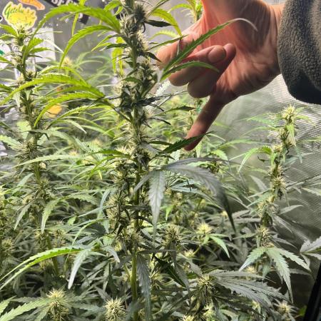 Gorilla Z Grow